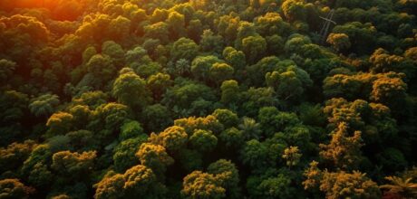 Biodiversidade Hotspots: Áreas Prioritárias para Conservação